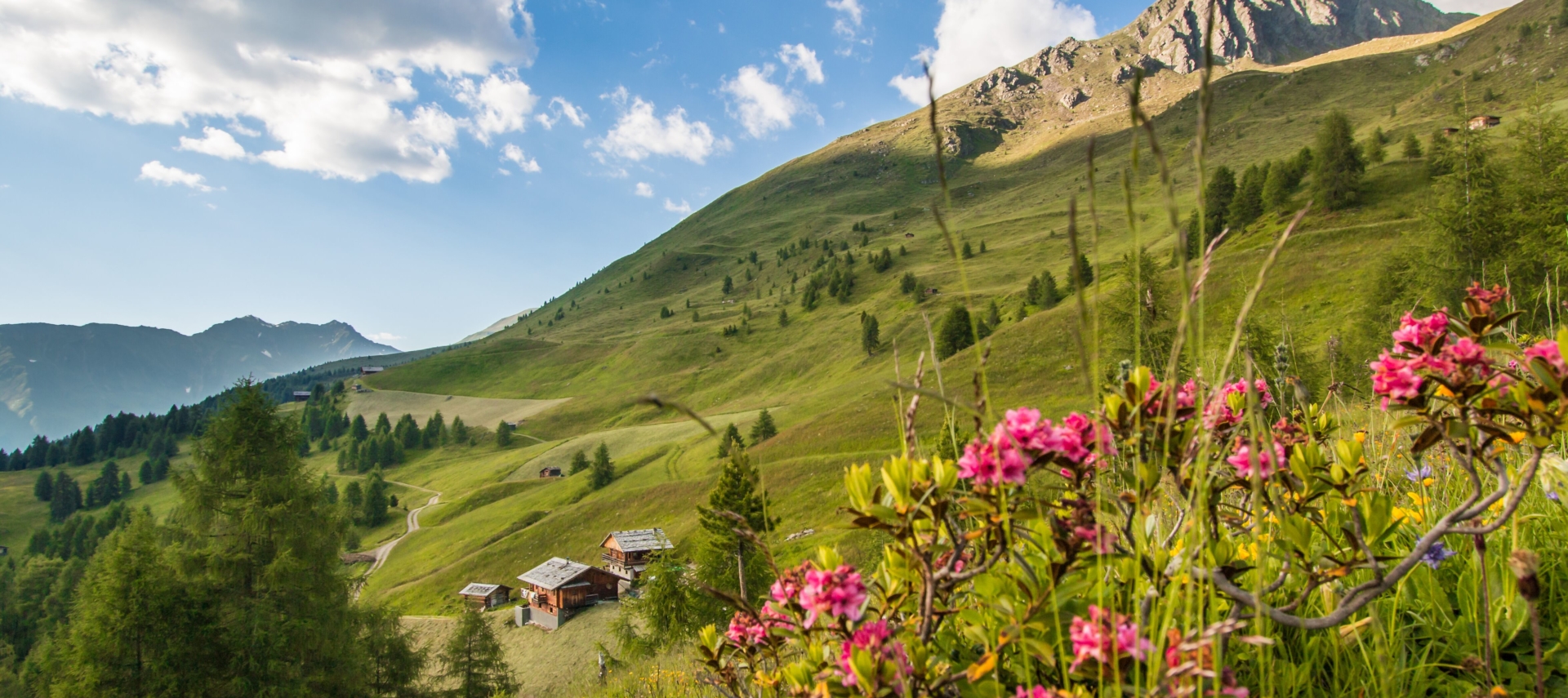 Blühende Alpenrosen im Südtiroler Sommer